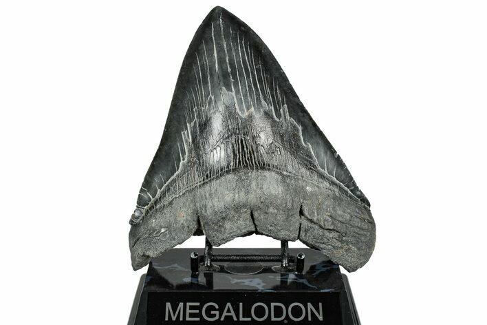 Huge Fossil Megalodon Tooth - South Carolina #328766